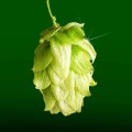 A Beginner's Guide to Aroma Hops for Homebrewing