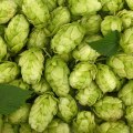 Understanding Dual-Purpose Hops for Homebrew Beer