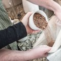 A Complete Guide to Specialty Grains for Homebrew Beer