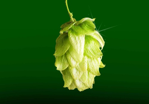 A Beginner's Guide to Aroma Hops for Homebrewing