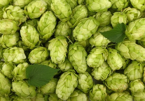 Understanding Dual-Purpose Hops for Homebrew Beer